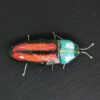 Insectos - Imagen 6
